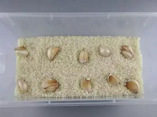 益阳稻谷收购,益阳稻谷储存,益阳稻谷加工,益阳稻谷销售,益阳优质稻开发 益阳稻谷收购,益阳稻谷储存,益阳稻谷加工,益阳稻谷销售,益阳优质稻开发